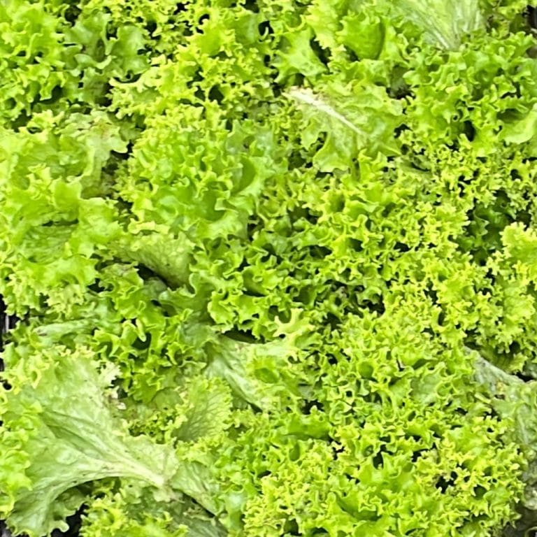 Da Febbraio a Dicembre