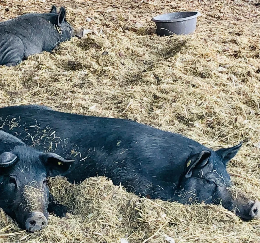 Stella-maiale-rifugio-fattoria-irma