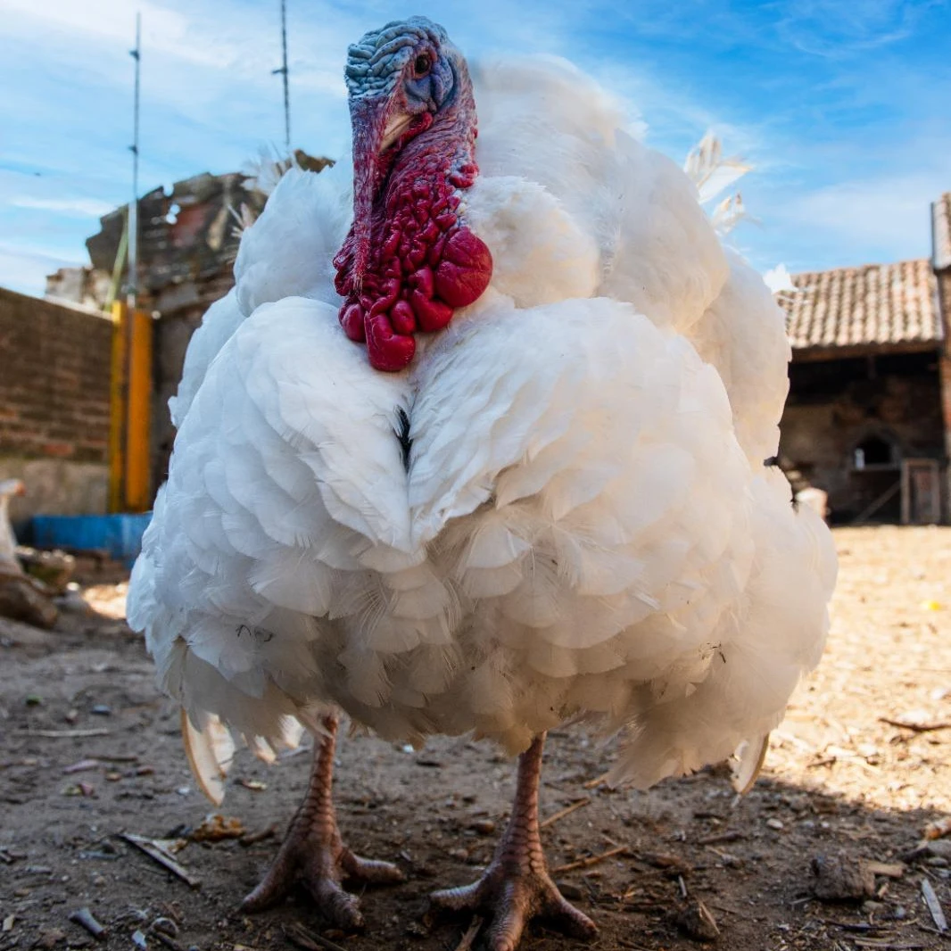 Mercurio: il tacchino che ha conosciuto l’amore e il lutto