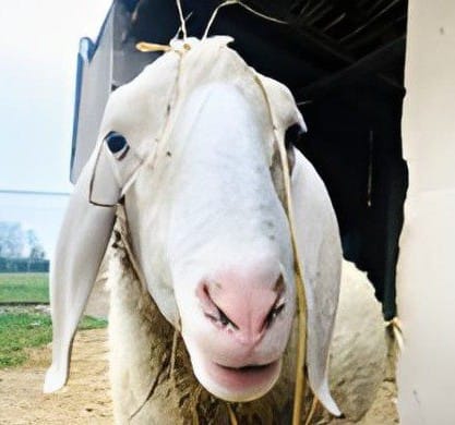 Il cuore pulsante di Fattoria Irma