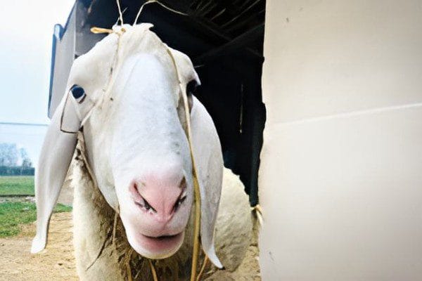 Pepa: il cuore pulsante della Fattoria Irma